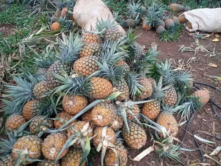 Ananas frais
