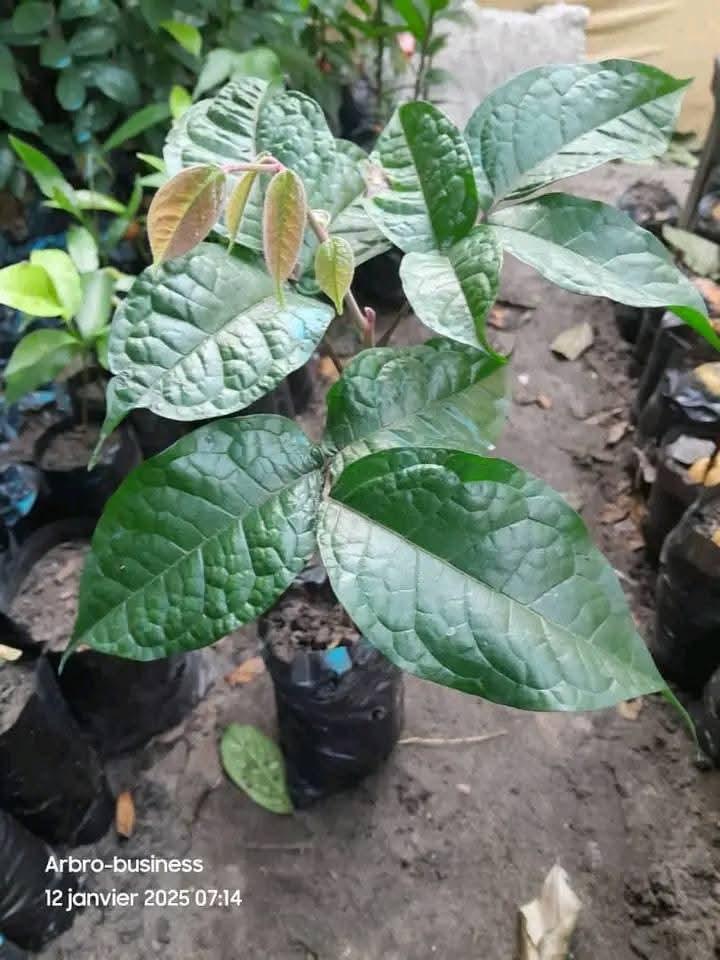 Plant fruitier en pépinière