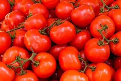 Tomates fraîches