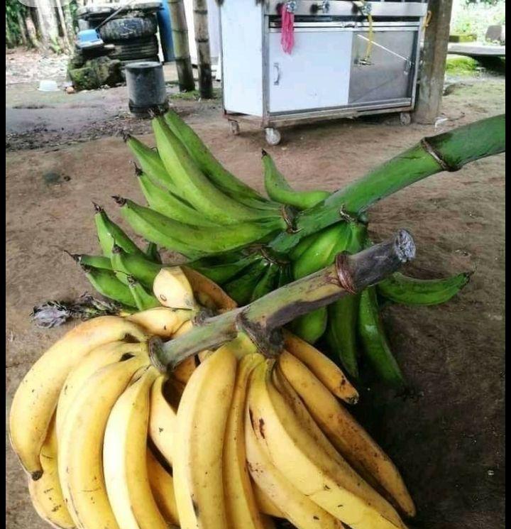 Plantain