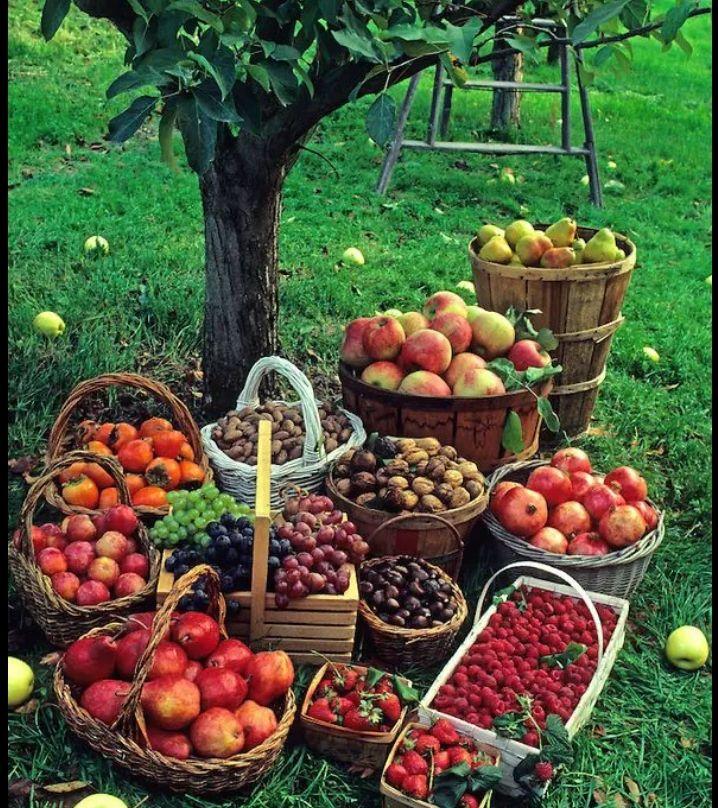 Fruits