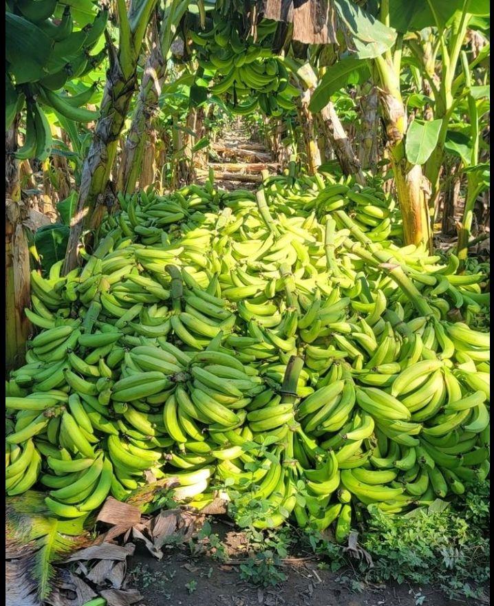 plantain