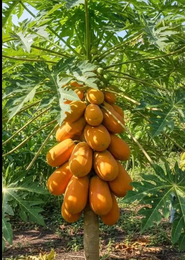 fruits